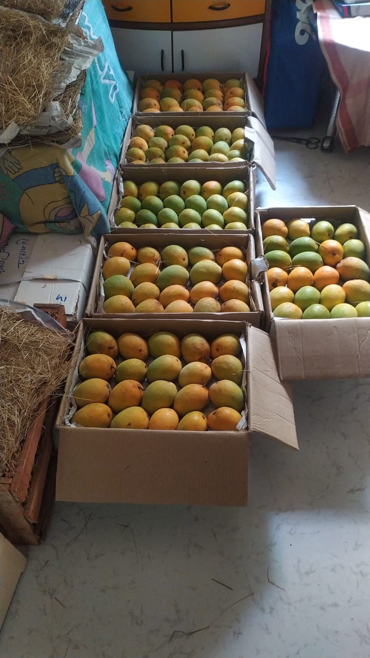 हापूस आंबे