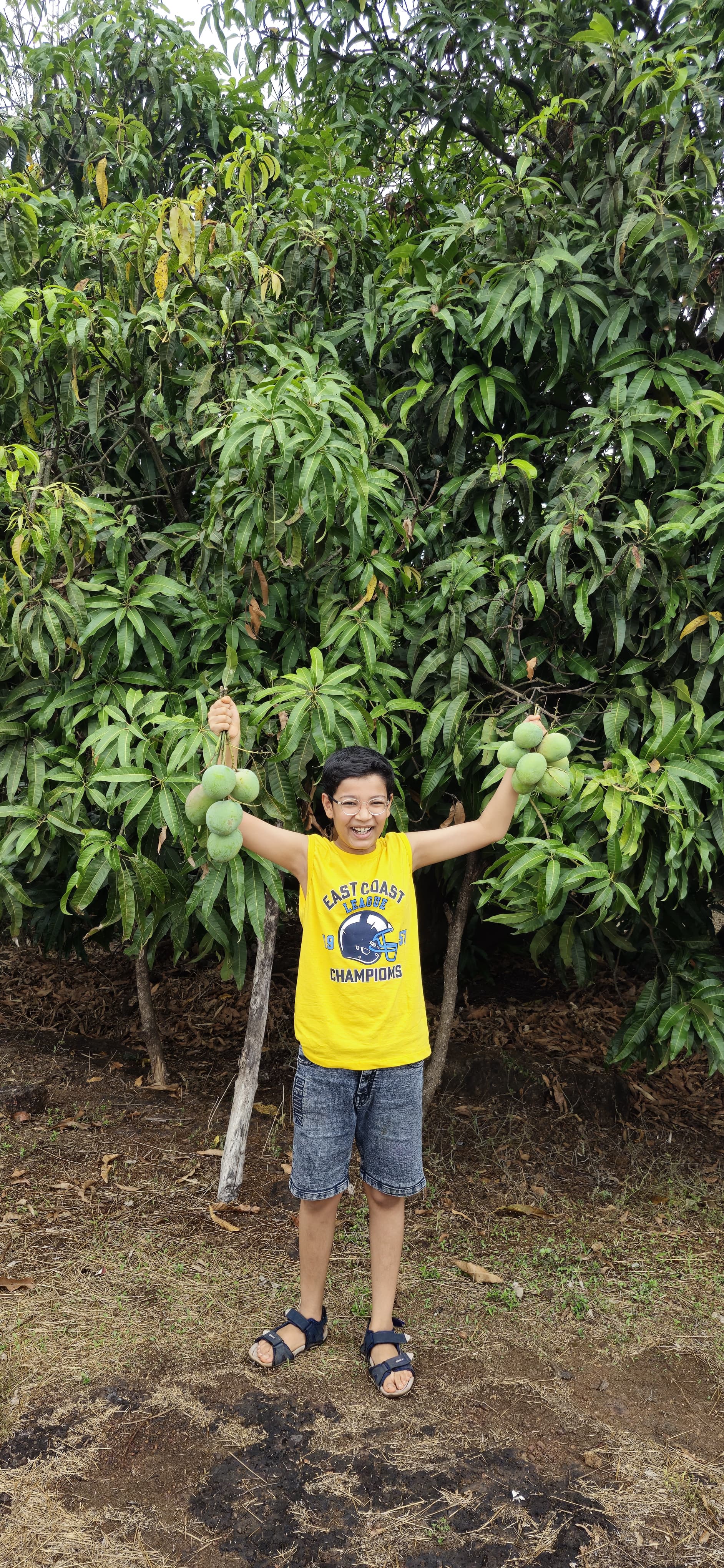 हापूस आंबे